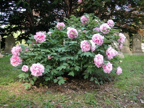 tree peony paeonia suffruticosa are deciduous shrubs with strong woody stems they grow up to