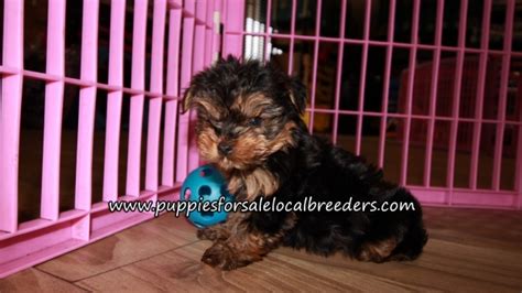 Puppies For Sale Local Breeders Precious Yorkie Puppies For Sale