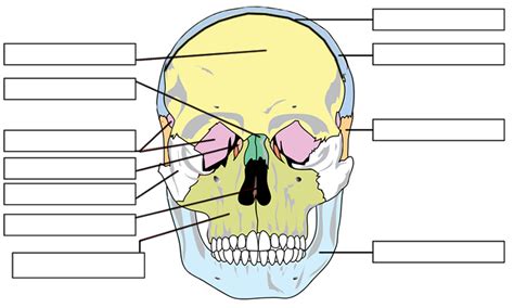 30 Human Skull Labeling Worksheet Free Worksheet Spreadsheet