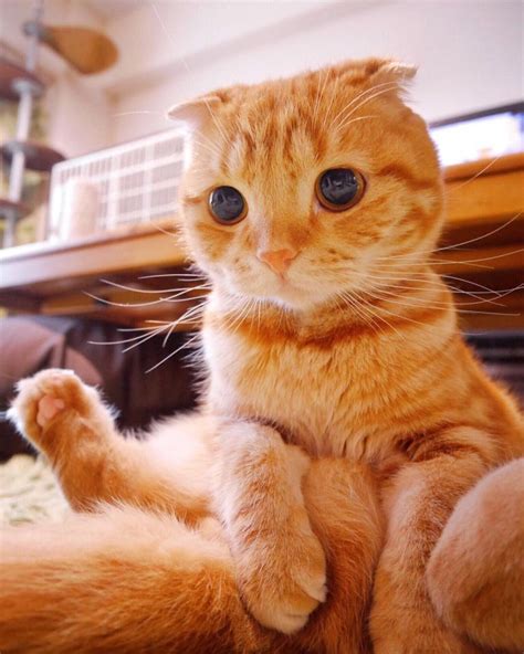 Meet Muta The Real Life Puss In Boots The Internet Has Fallen In Love