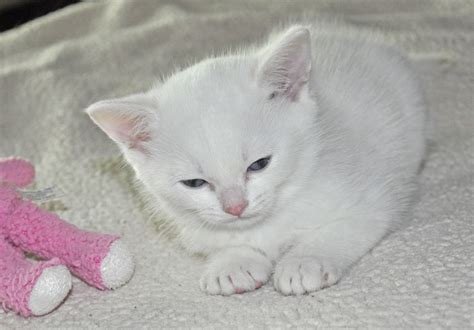 Find cats and kittens for sale, near you and across australia. Bes Cattery - Oregon Kittens for Sale | Sweetie Kitty - 2020