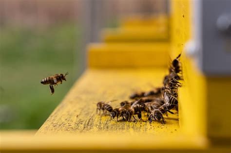 Premium Photo Closeup Of A Leading Bee Coordinating A Group Of