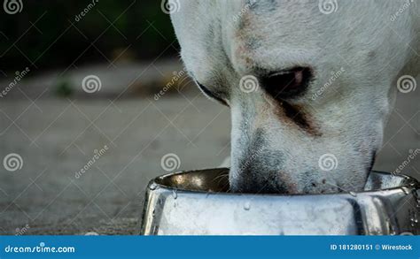 Closeup Of A White Pet Dog Drinking Water From His Bowl Stock Image
