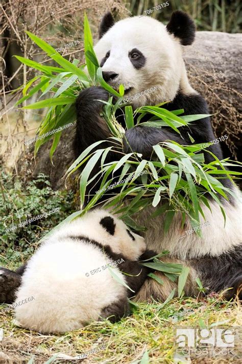 Giant Panda Mother Feeding On Bamboo And Baby Ailuropoda Melanoleuca