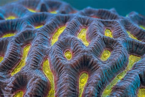 Mind Bending Fluorescent Coral Reef Photography Psychedelic Frontier