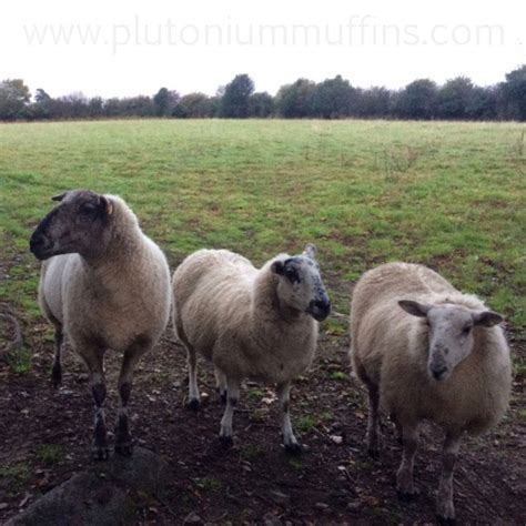 Meet The Sheep Plutonium Muffins