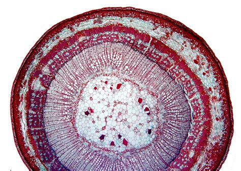 ‎cross Section Of A One Year Old Tilia Stem Uwdc Uw Madison Libraries