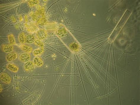 Microscopic Organisms