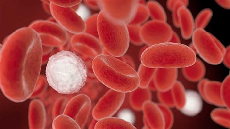 Veelte Hoge Witte Bloedcellen Oorzaken En Maatregelen Bvblnl