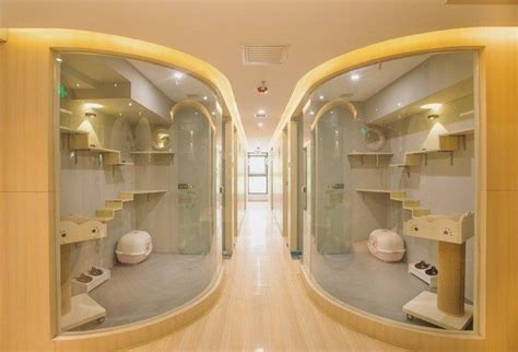 6 Of The Worlds Most Luxurious Cat Hotels In The World Cat Hotel