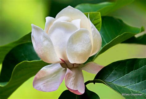 Portland's tree code works to: White Magnolia in 2020 | Magnolia, Flowering trees ...