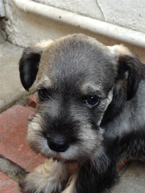 Miniature Schnauzer For Sale In Huntington Park