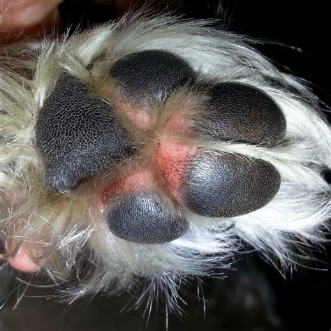 Pet Allergies Dog Licking His Paws