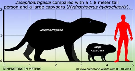 Capybara Size Comparison