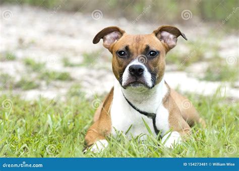 Boxer Pitbull Mixed Breed Puppy Laying Down Outside Stock Image Image