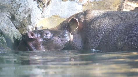 El Bebé Hipopótamo De Bioparc València Se Llamará Gori Youtube