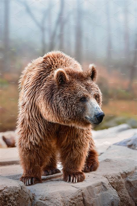 Grizzly Bear In The Forest Animal Stock Photos ~ Creative Market