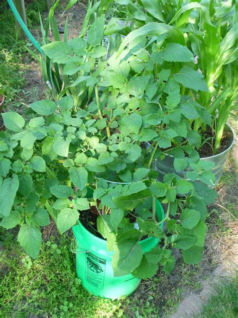 My Homemade Iowa Life Container Vegetable Gardening Tips