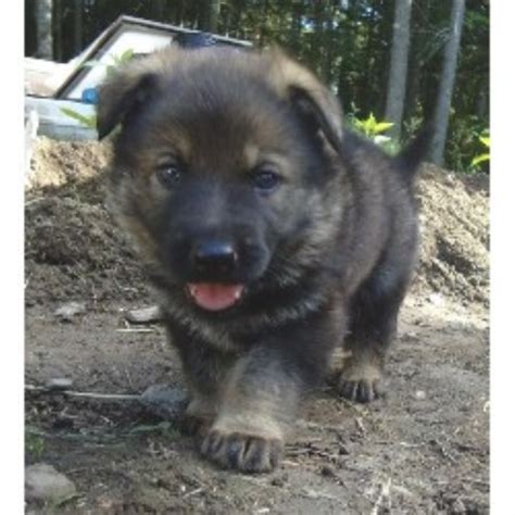 Maybe you would like to learn more about one of these? Sparta Kennels, German Shepherd Dog Breeder in Tenants Harbor, Maine