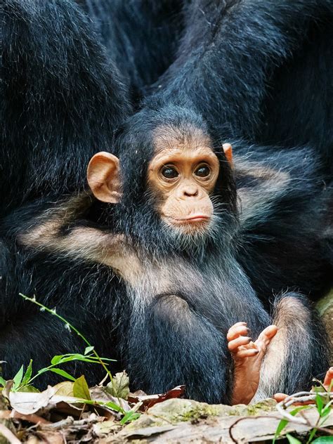 Chimpanzee Chimp Десятимесячный детёныш шимпанзе смотрит на группу