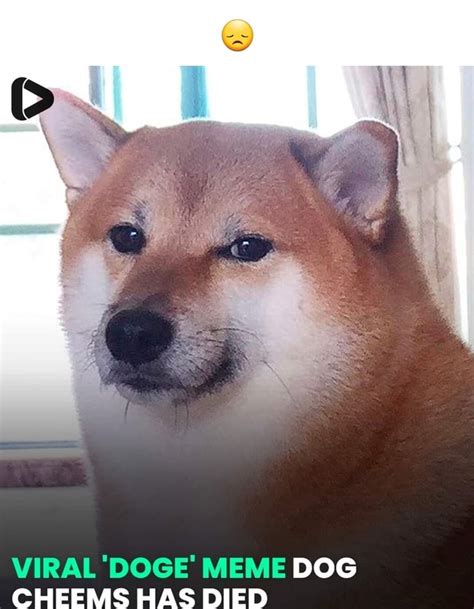 Viral Doge Meme Dog Cheems Has Died Ifunny