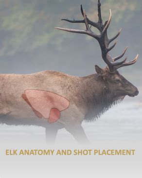 Perfect Shot Placement For The Elk Anatomy West Canyon Ranch