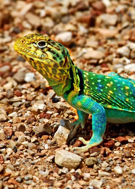 These Common Collared Lizards Are Anything But Common They Are So