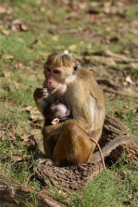 Fotos Gratis Fauna Silvestre Mamífero Mono Primate Niños Madre