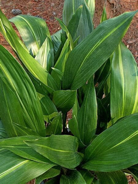 Cast Iron Plant Aspidistra Elatior Growing Guide Agt