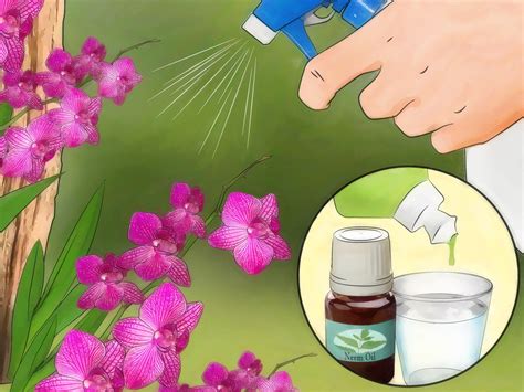 We did not find results for: How to Grow Orchids Outside: 11 Steps (with Pictures ...