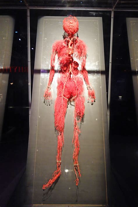 Embryos develop fingerprints three months after conception. Real Bodies The Exhibition Q & A with Tom Zaller ...
