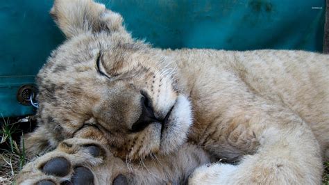 Sleeping Lion Cub Wallpaper Animal Wallpapers 20801