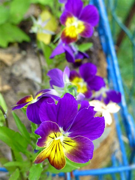 We did not find results for: Johnny Jump Ups (With images) | Beautiful flowers photos ...