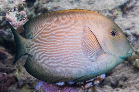 Striated Surgeonfish • Ctenochaetus Striatus • Fish Sheet