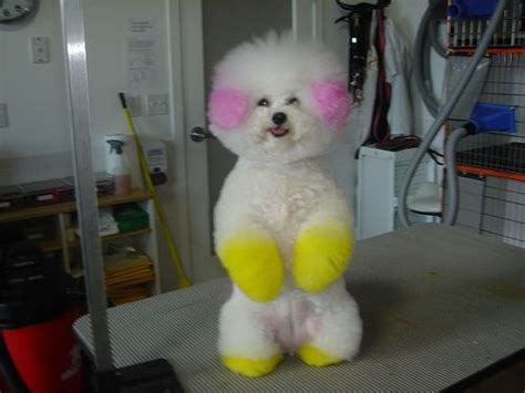39 Best Images About Funny And Cute Dyed Dogs On Pinterest