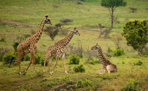 A Visit To Arusha National Park Tanzania Safari Destination Tanzania