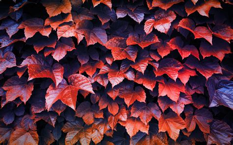 1440x900 Autumn Leaves 4k 1440x900 Resolution Hd 4k Wallpapers Images