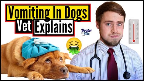 Is Dog Vomiting a Cry for Attention? Unveiling the Truth