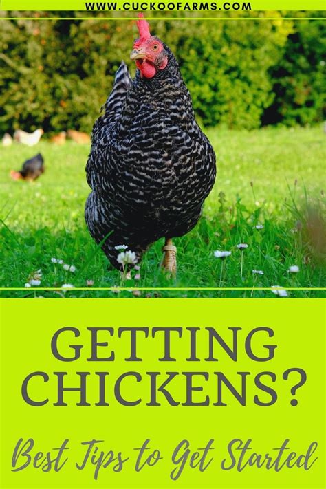 7 best homesteading chicken starter tips in 2020 chickens backyard chickens homestead chickens