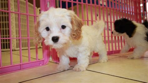 Whether it's the fluffy coat or the friendly face you've fallen in love with, puppies online can help you choose the right cavapoo puppy for your family. Cavapoo Puppies For Sale, Georgia Local Breeders, Near ...