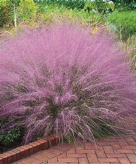 Pink Cotton Candy Ornamental Grass Plant Set Of Two Zulily Garden