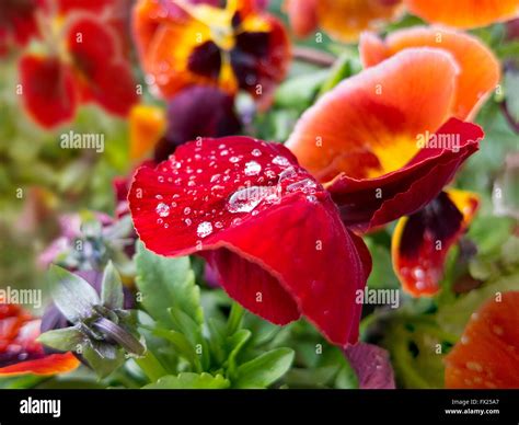 Drops Of Morning Dew On Red Yellow Orange Pansies Flowers In Garden