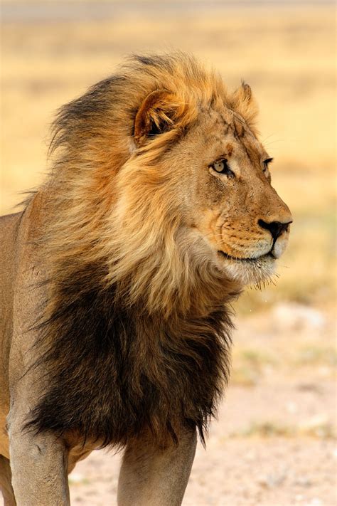 Black Mane Lion In The Kalahari Côté Savane Côté Sauvage Côté Nature