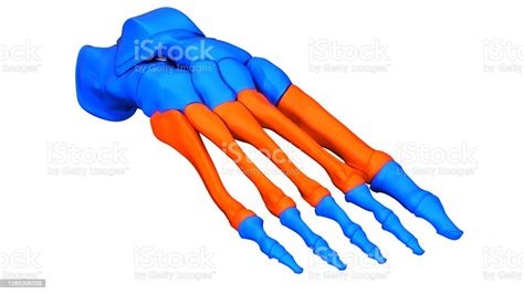 Human Skeleton System Foot Bone Joints Metatarsal Bones Anatomy Stock