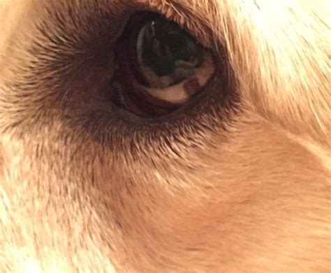 My Dog Seems To Have Developed A Spot On The Part Sclera