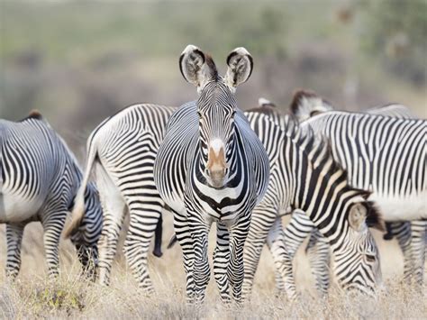 Zebras are very social animals that are often spotted in the wild in large herds. Grevy's zebras are in danger of extinction in Kenya