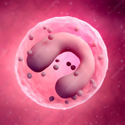 Monocyte Stock Image F0158261 Science Photo Library