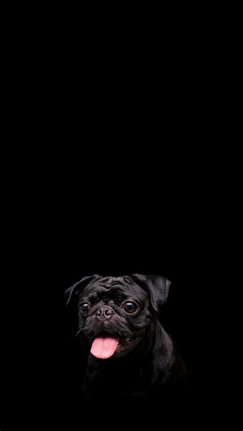 Cute Black Pug Dog Wallpaper Free Wallpapers For Apple Iphone And