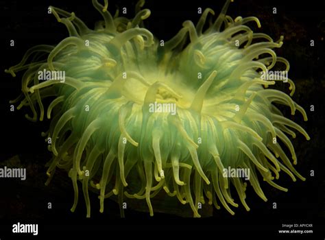 Giant Green Sea Anemone Stock Photo Alamy