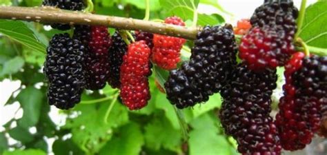 ما تفسير رؤية الدرك الوطني في المنام موسوعة عين. رؤية اكل التوت في المنام , تفسير اكل التوت فى الحلم ...